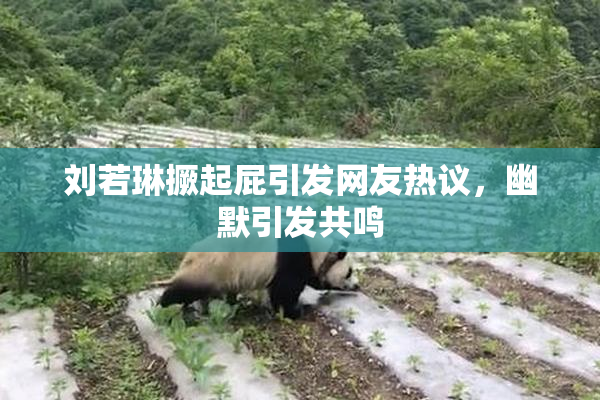 刘若琳撅起屁引发网友热议，幽默引发共鸣