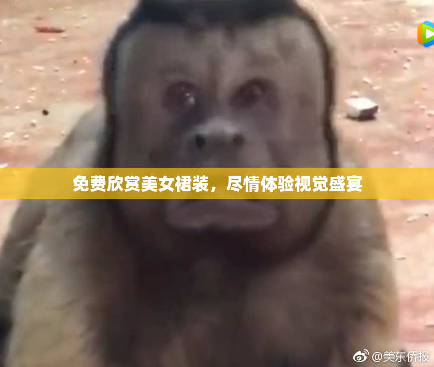免费欣赏美女裙装，尽情体验视觉盛宴