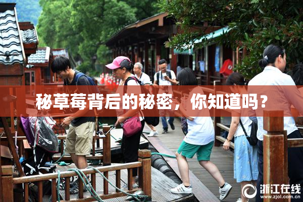 秘草莓背后的秘密，你知道吗？