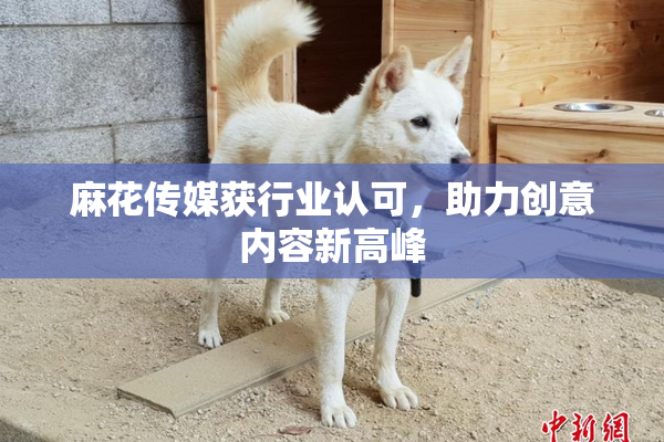 麻花传媒获行业认可，助力创意内容新高峰