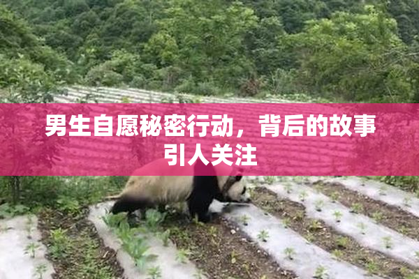 男生自愿秘密行动，背后的故事引人关注