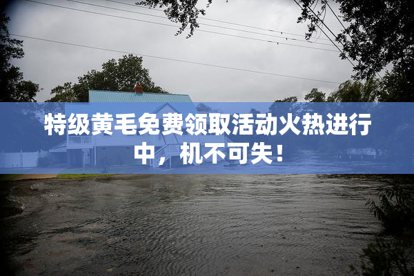 特级黄毛免费领取活动火热进行中，机不可失！