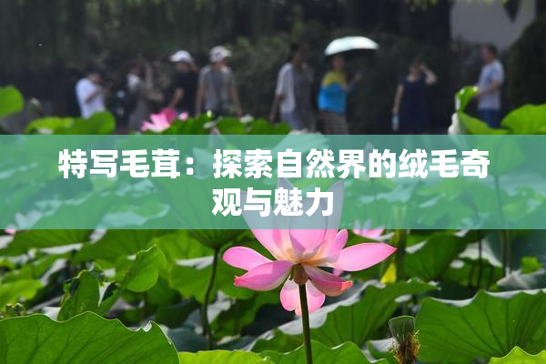 特写毛茸：探索自然界的绒毛奇观与魅力