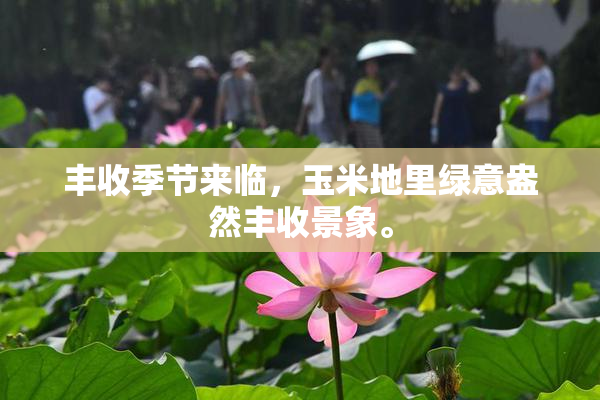 丰收季节来临，玉米地里绿意盎然丰收景象。