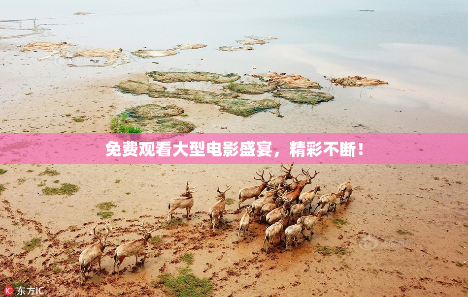 免费观看大型电影盛宴，精彩不断！