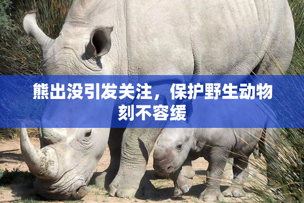 熊出没引发关注，保护野生动物刻不容缓