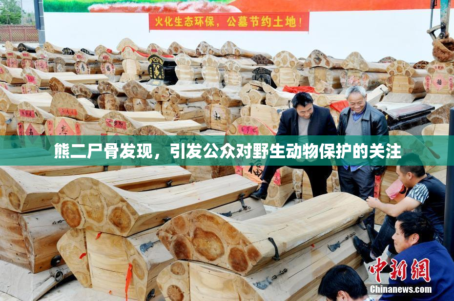 熊二尸骨发现，引发公众对野生动物保护的关注