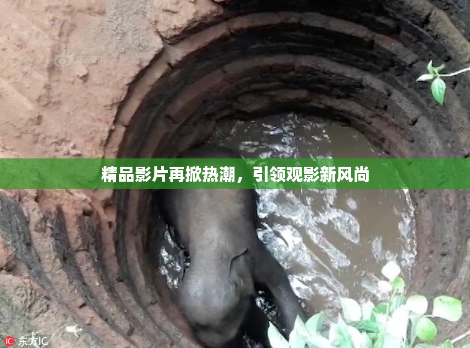 精品影片再掀热潮，引领观影新风尚