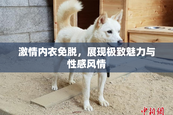 激情内衣免脱，展现极致魅力与性感风情