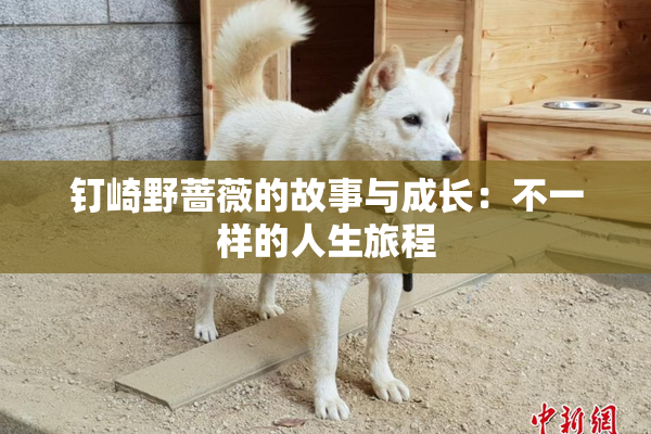 钉崎野蔷薇的故事与成长：不一样的人生旅程