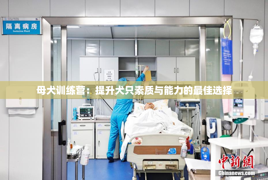 母犬训练营：提升犬只素质与能力的最佳选择