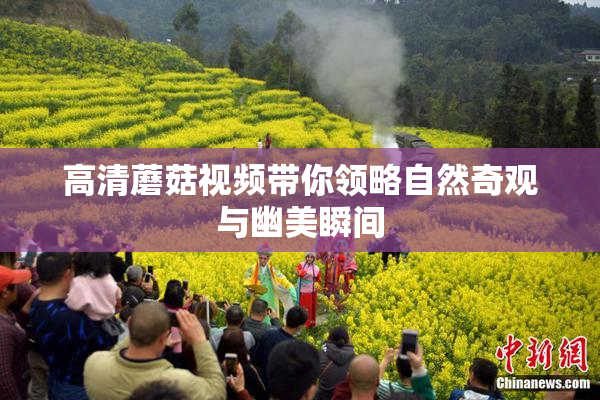 高清蘑菇视频带你领略自然奇观与幽美瞬间