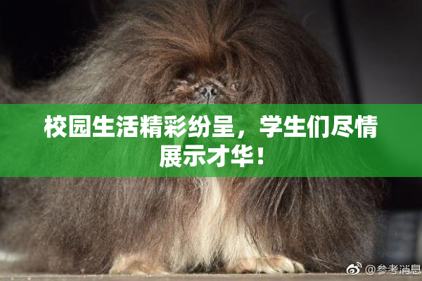 校园生活精彩纷呈，学生们尽情展示才华！