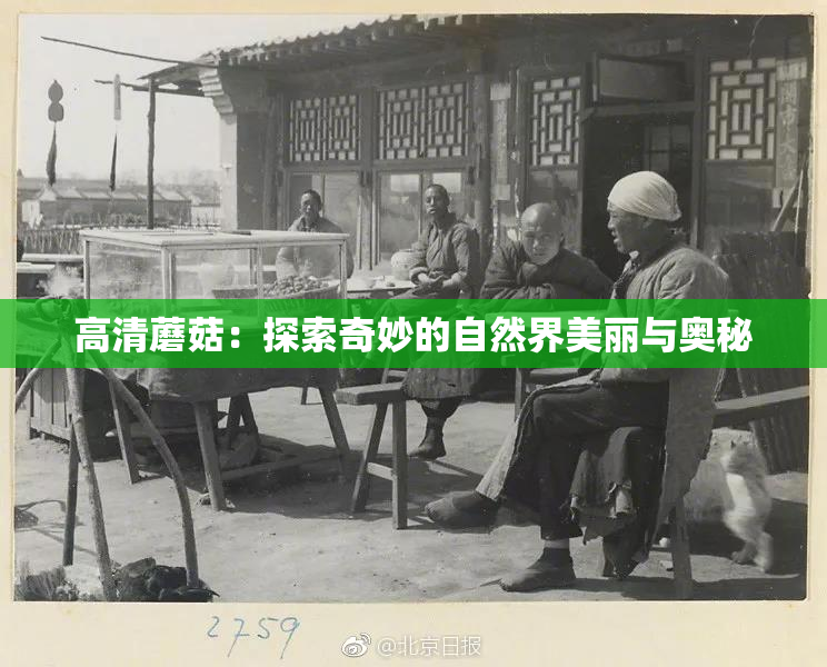 高清蘑菇：探索奇妙的自然界美丽与奥秘