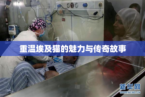 重温埃及猫的魅力与传奇故事