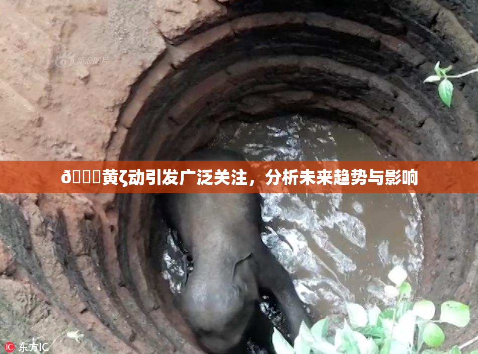 🔞黄ζ动引发广泛关注，分析未来趋势与影响