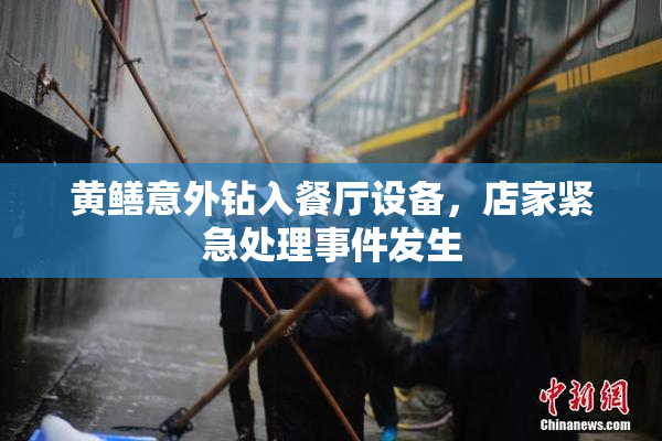 黄鳝意外钻入餐厅设备，店家紧急处理事件发生