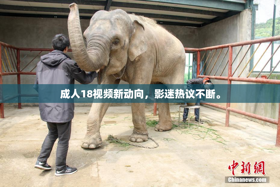成人18视频新动向，影迷热议不断。