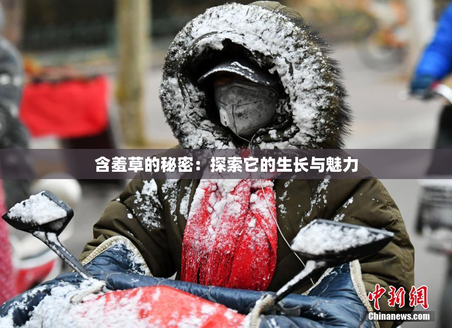 含羞草的秘密：探索它的生长与魅力