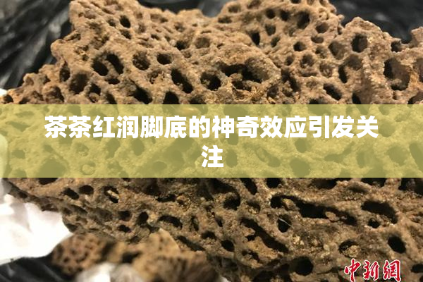 茶茶红润脚底的神奇效应引发关注