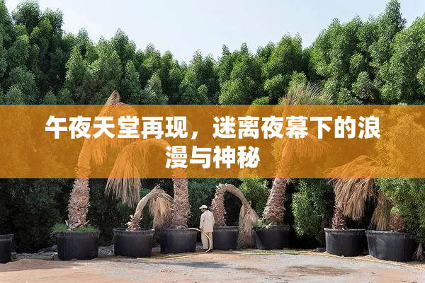 午夜天堂再现，迷离夜幕下的浪漫与神秘