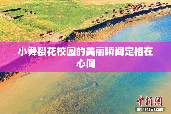 小舞樱花校园的美丽瞬间定格在心间