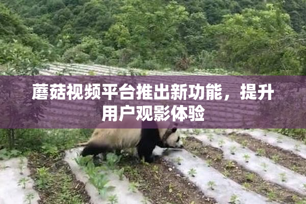蘑菇视频平台推出新功能，提升用户观影体验