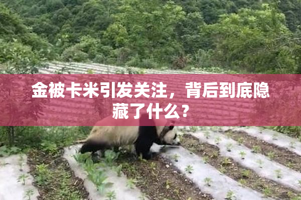 金被卡米引发关注，背后到底隐藏了什么？
