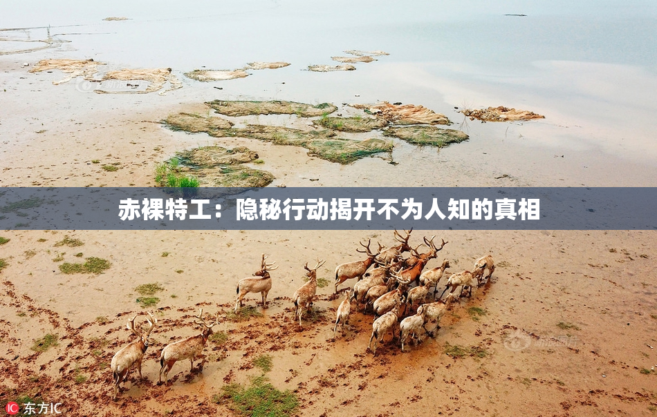 赤裸特工：隐秘行动揭开不为人知的真相