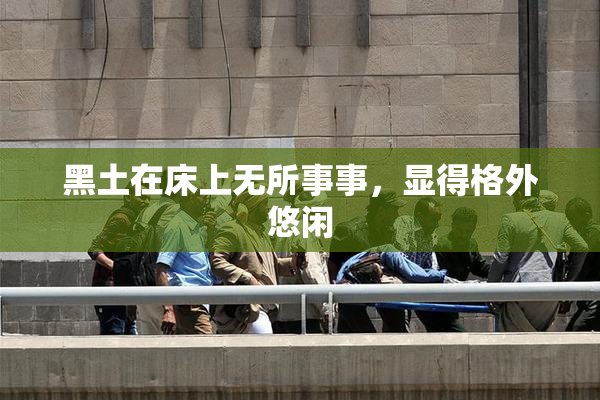 黑土在床上无所事事，显得格外悠闲