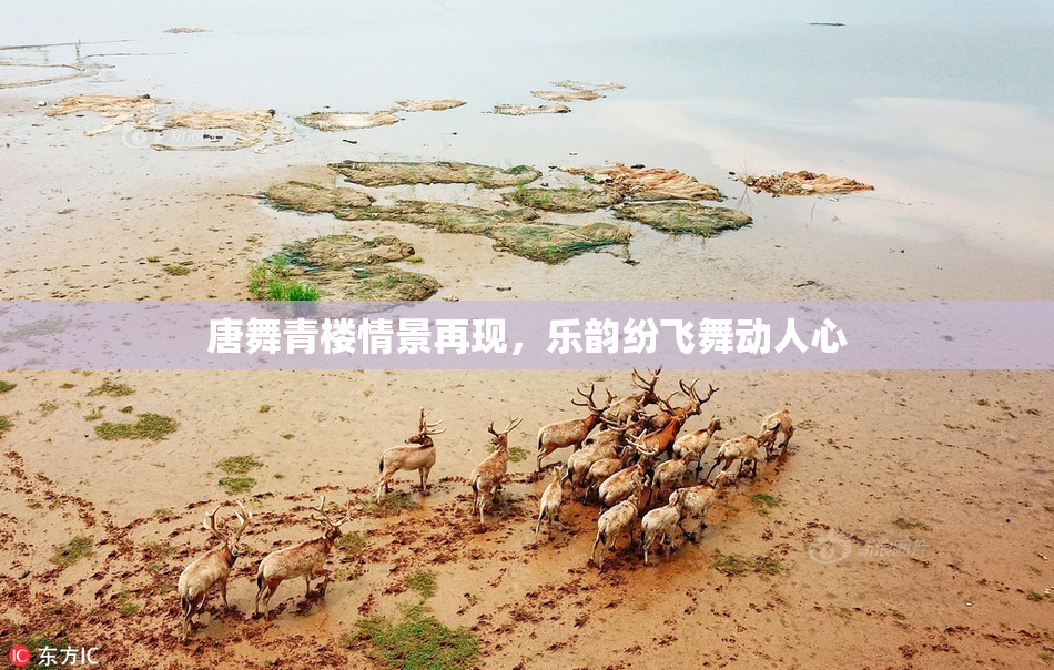 唐舞青楼情景再现，乐韵纷飞舞动人心