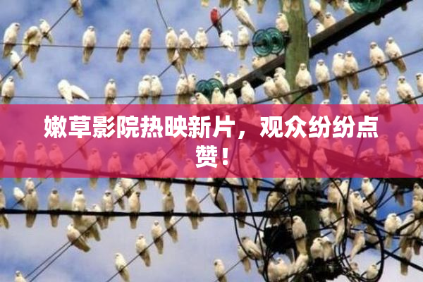 嫩草影院热映新片，观众纷纷点赞！