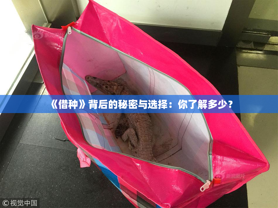 《借种》背后的秘密与选择：你了解多少？