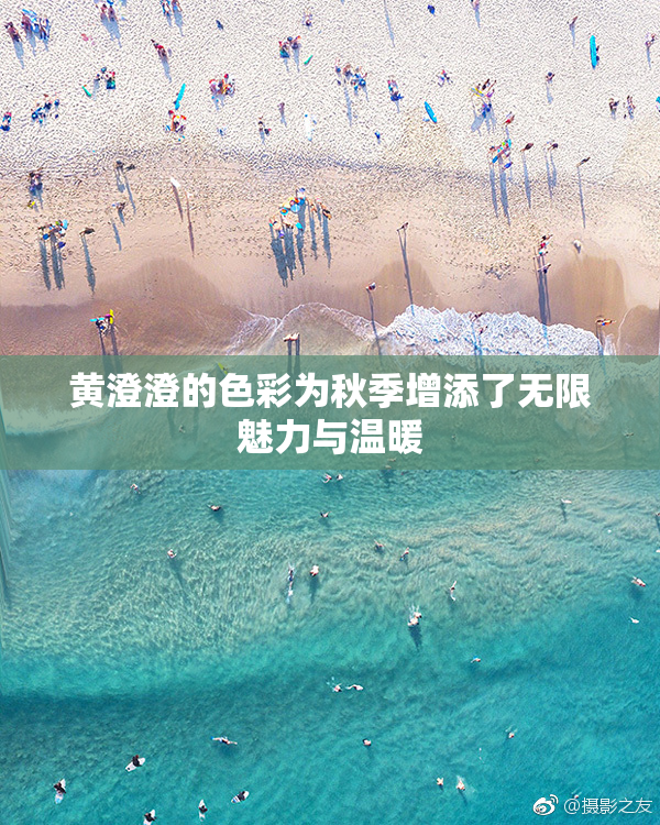 黄澄澄的色彩为秋季增添了无限魅力与温暖