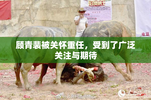 顾青裴被关怀重任，受到了广泛关注与期待