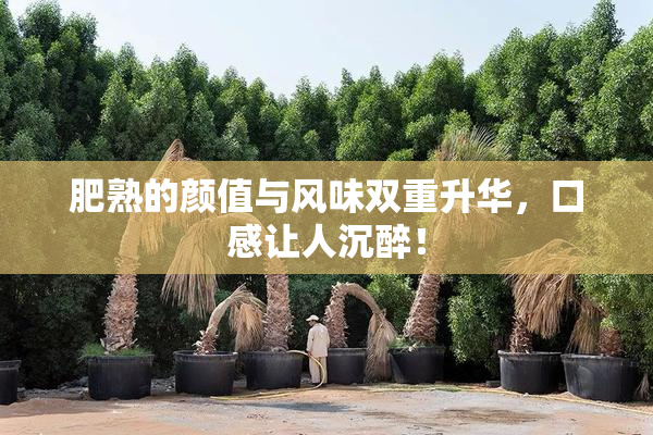 肥熟的颜值与风味双重升华，口感让人沉醉！