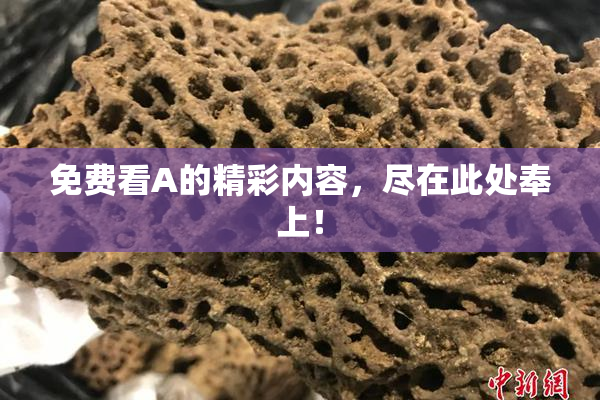 免费看A的精彩内容，尽在此处奉上！