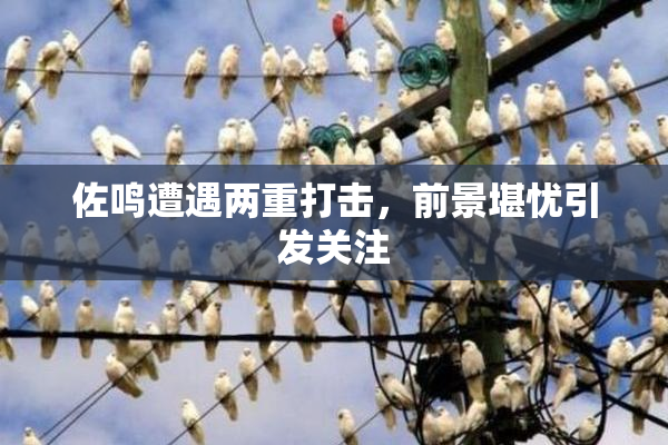 佐鸣遭遇两重打击，前景堪忧引发关注