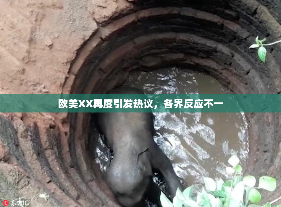 欧美XX再度引发热议，各界反应不一