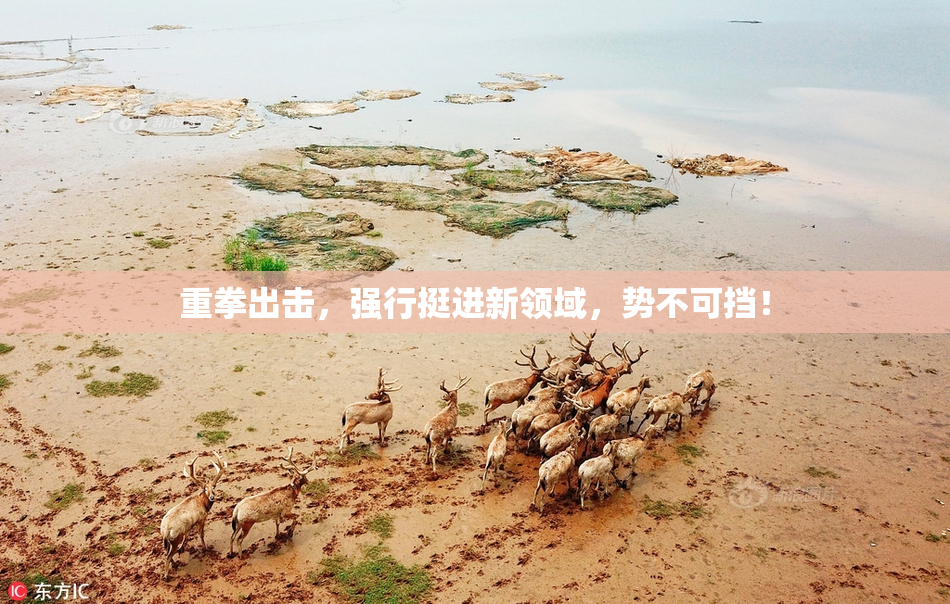 重拳出击，强行挺进新领域，势不可挡！