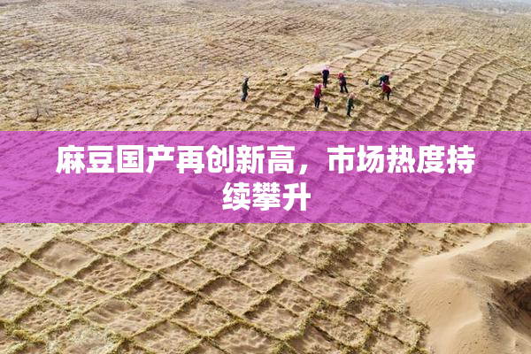 麻豆国产再创新高，市场热度持续攀升