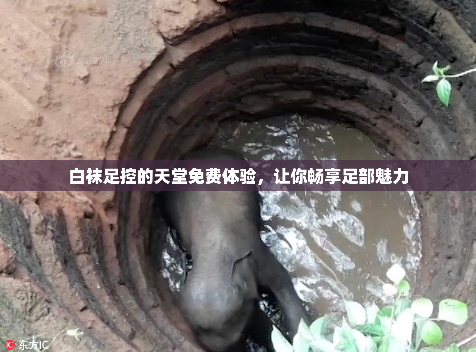 白袜足控的天堂免费体验，让你畅享足部魅力