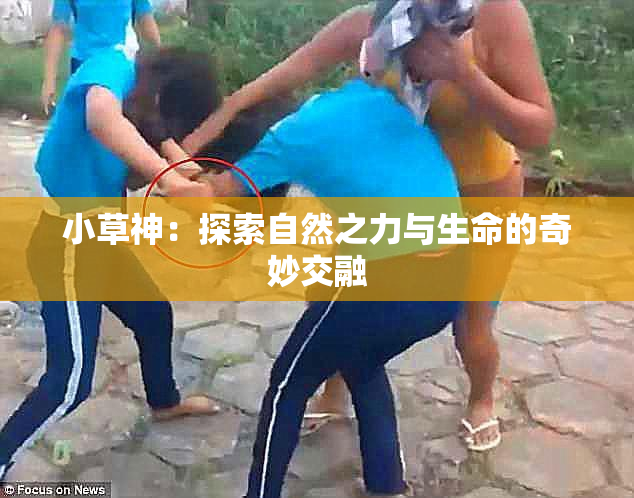 小草神：探索自然之力与生命的奇妙交融
