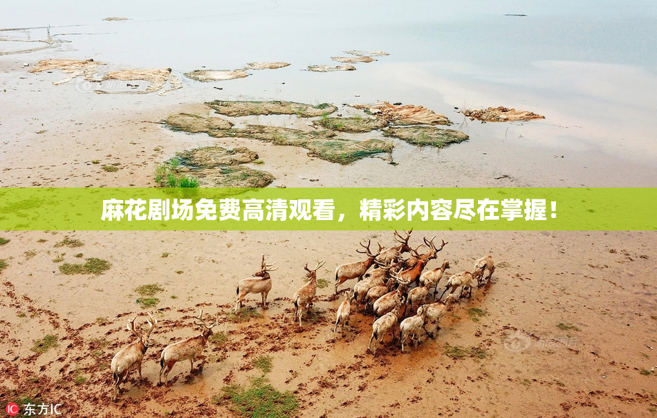 麻花剧场免费高清观看，精彩内容尽在掌握！