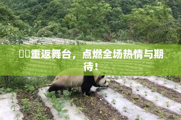 妺妺重返舞台，点燃全场热情与期待！