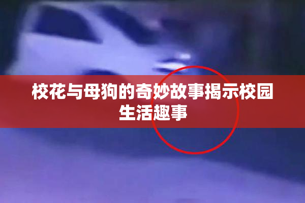 校花与母狗的奇妙故事揭示校园生活趣事