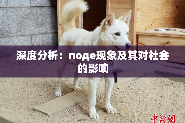 深度分析：поде现象及其对社会的影响
