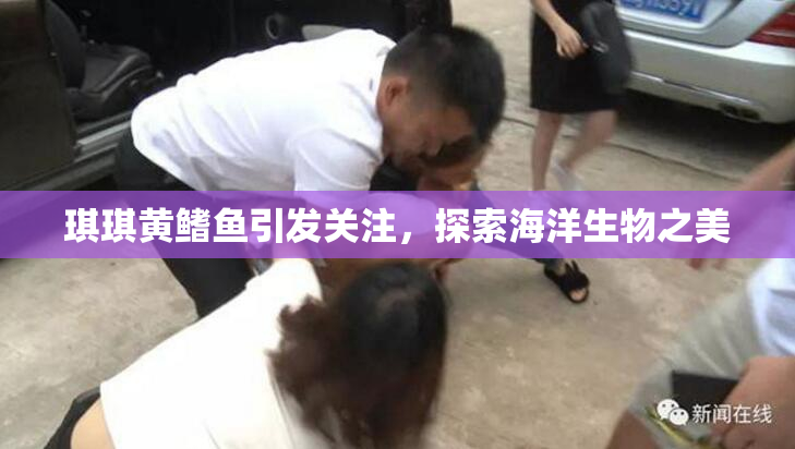 琪琪黄鳍鱼引发关注，探索海洋生物之美