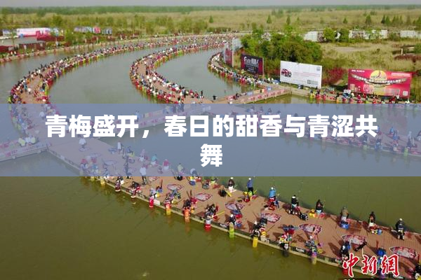 青梅盛开，春日的甜香与青涩共舞