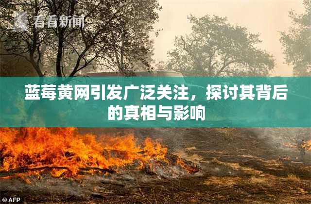 蓝莓黄网引发广泛关注，探讨其背后的真相与影响